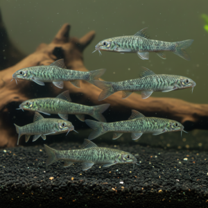 Garra rufa