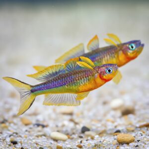 Popondetta furcata