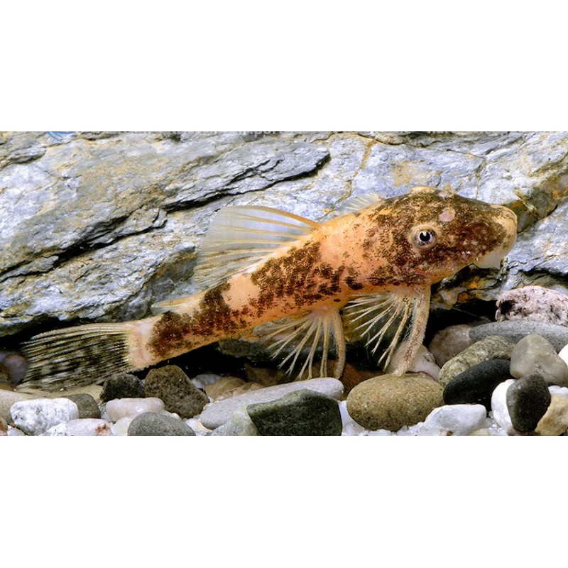Ancistrus sp. LDA16 Red/Brown