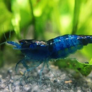 BLUE CARBON RILI