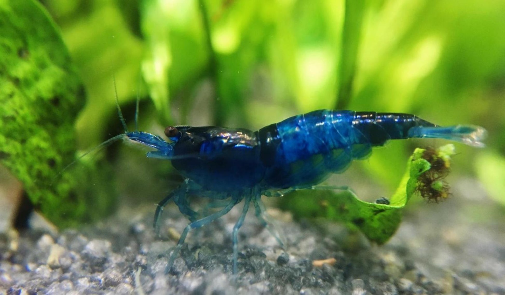 BLUE CARBON RILI – 1,2–1,5 cm