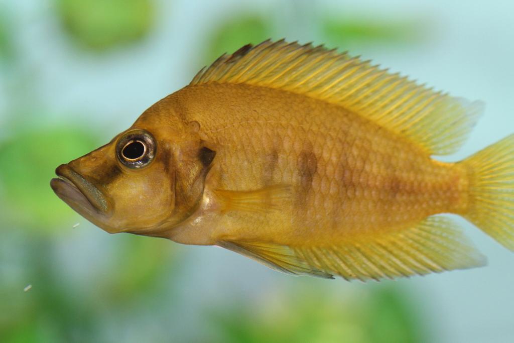 Altolamprologus compressiceps orange kigoma