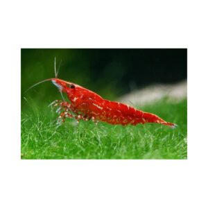 RED FIRE / CHERRY SUPER RED