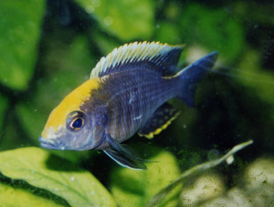 Aulonocara maylandi kandeensis/blue head