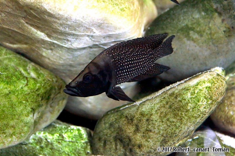 Altolamprologus calvus black pectorale