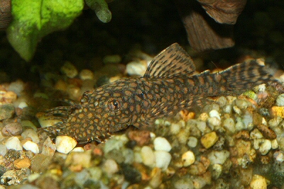 Ancistrus sp. rio paraguay