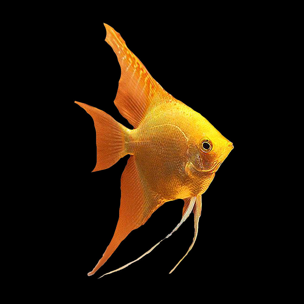 Pterophyllum scalare gold cop