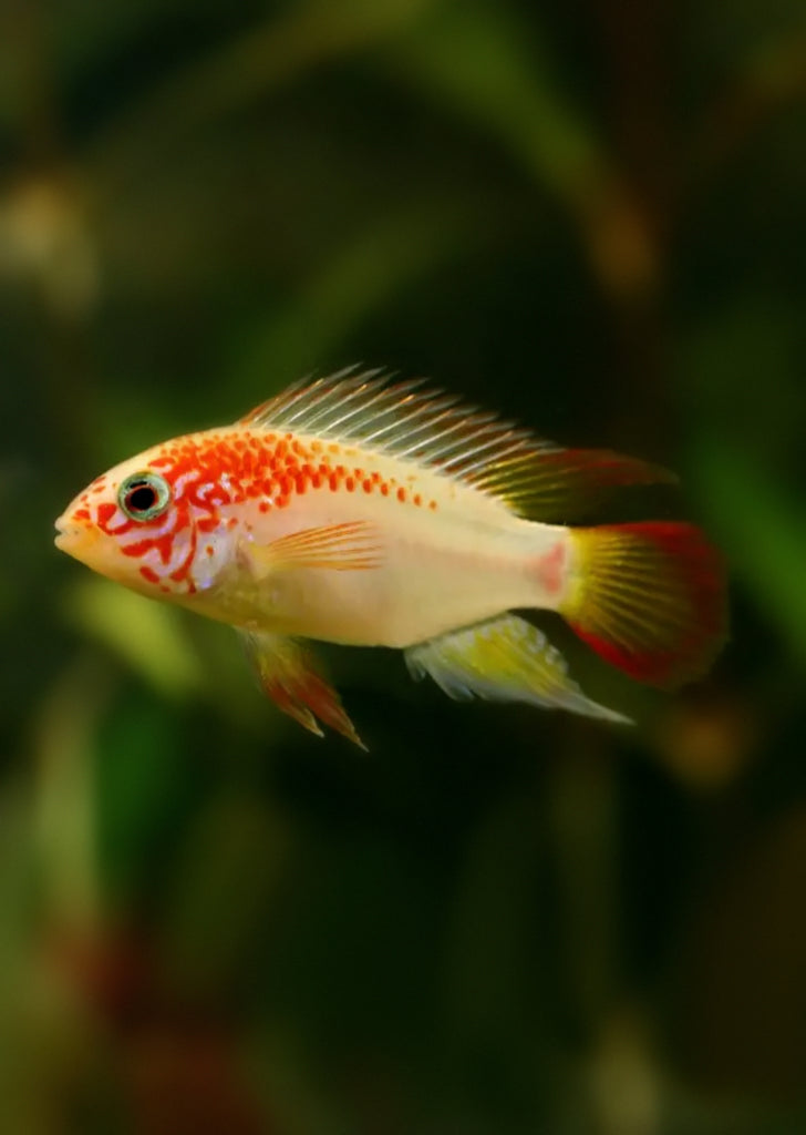 Apistogramma macmasteri gold