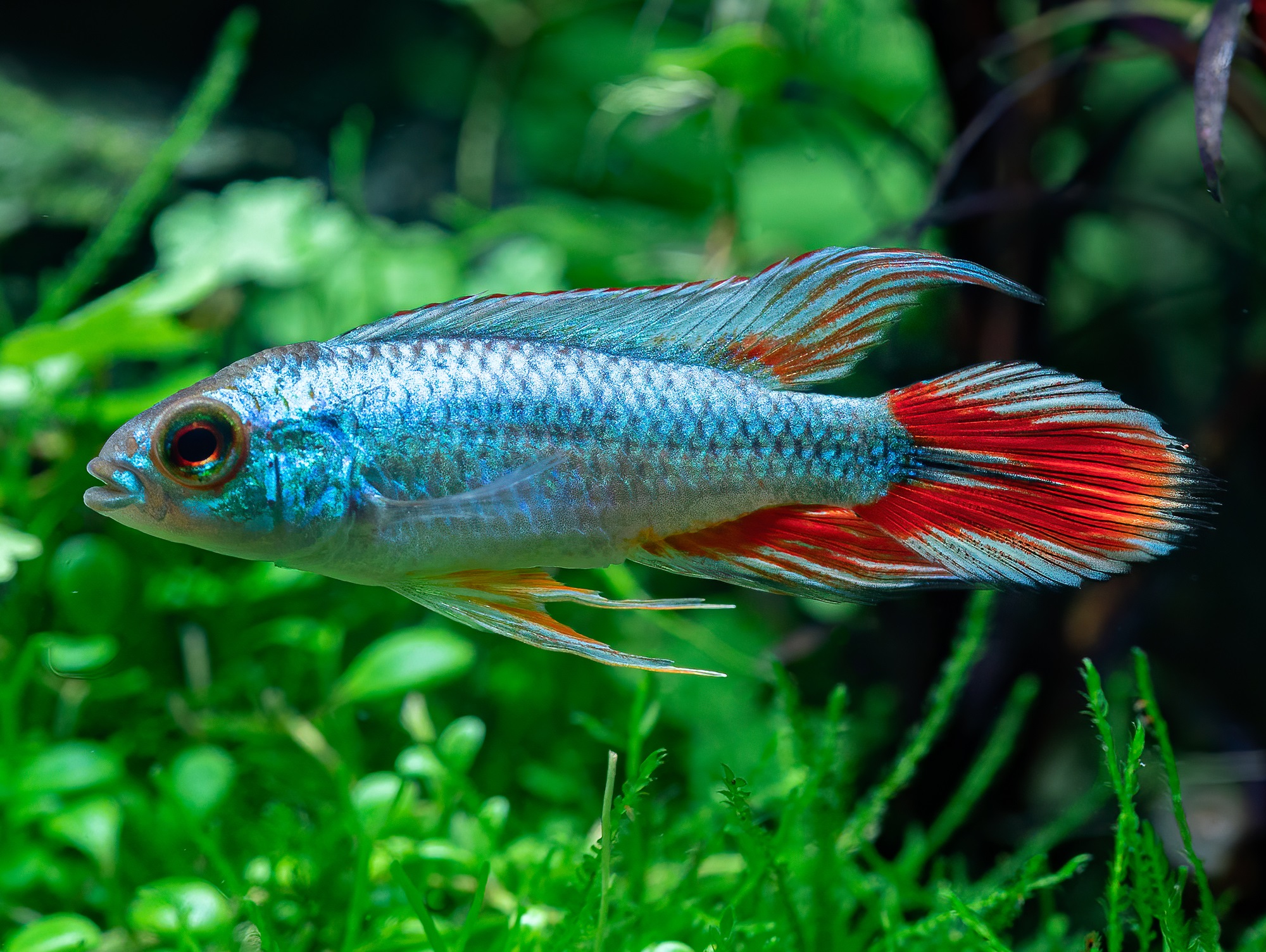 Apistogramma agassizii alenquer redtail