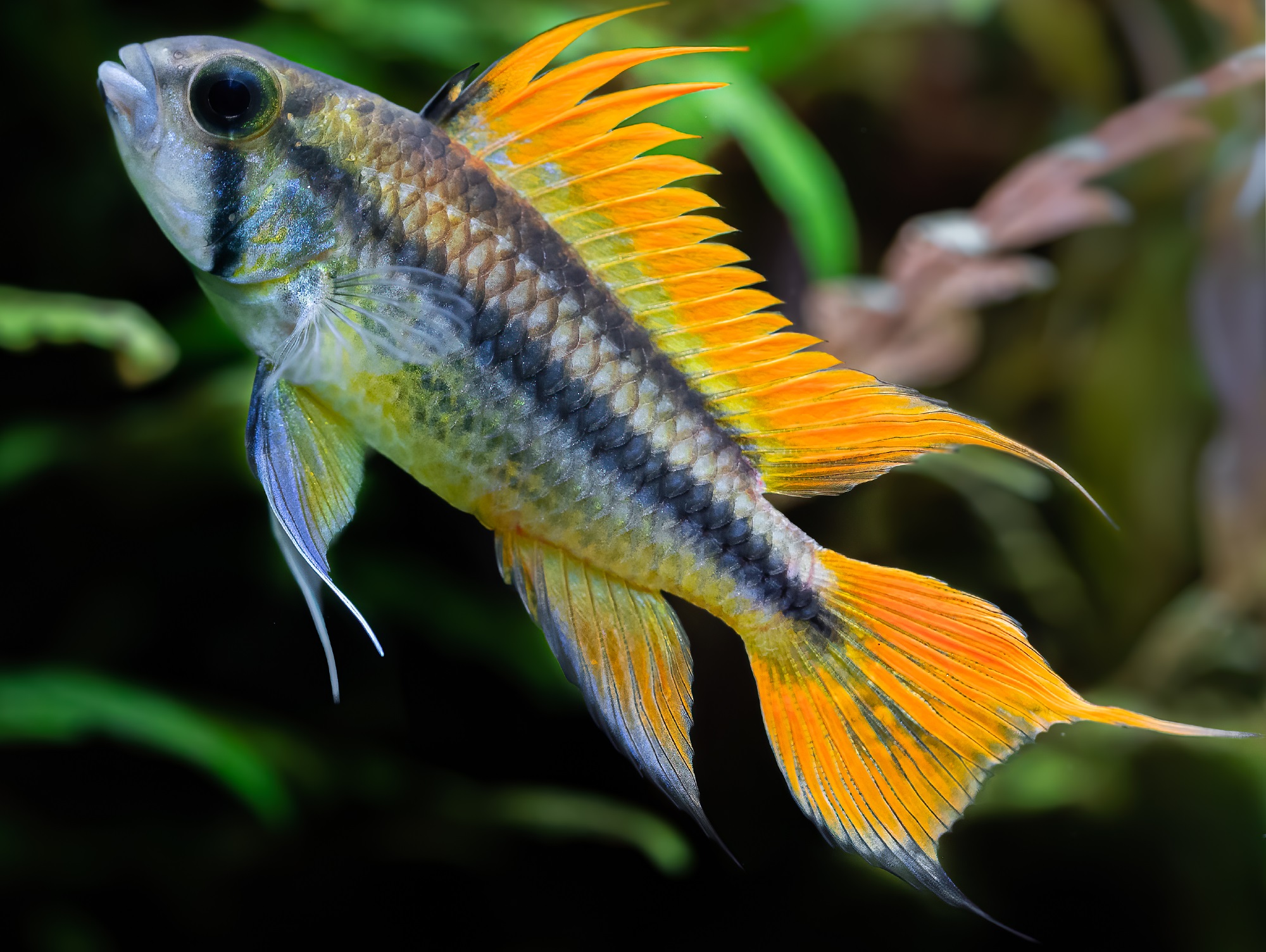 Apistogramma cacatuoides orange male