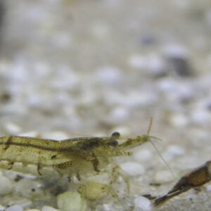 Atyopsis moluccensis