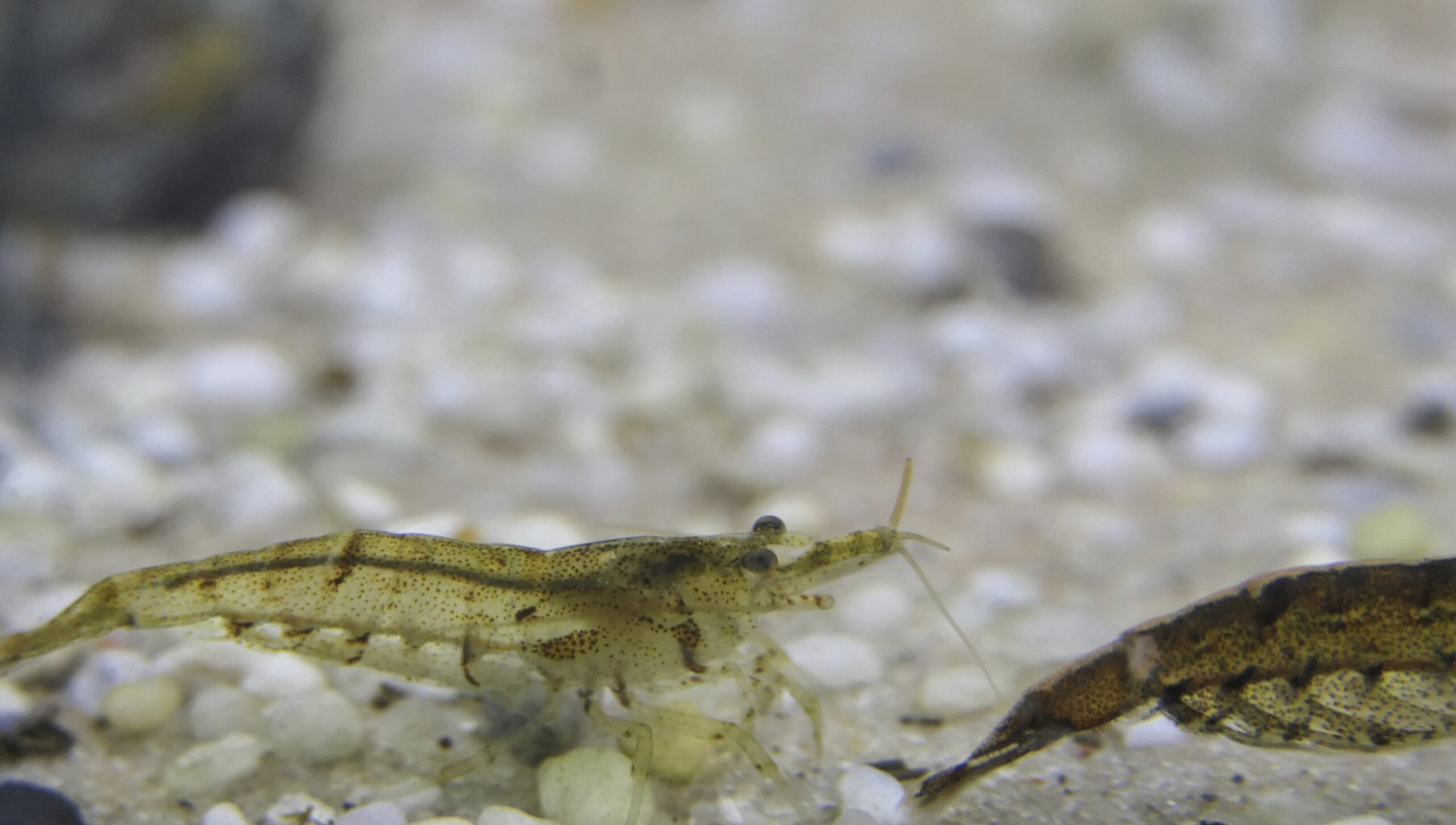 Atyopsis moluccensis