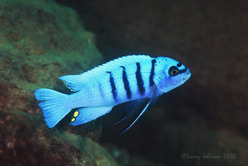 Cynotilapia afra hara gallireya reef