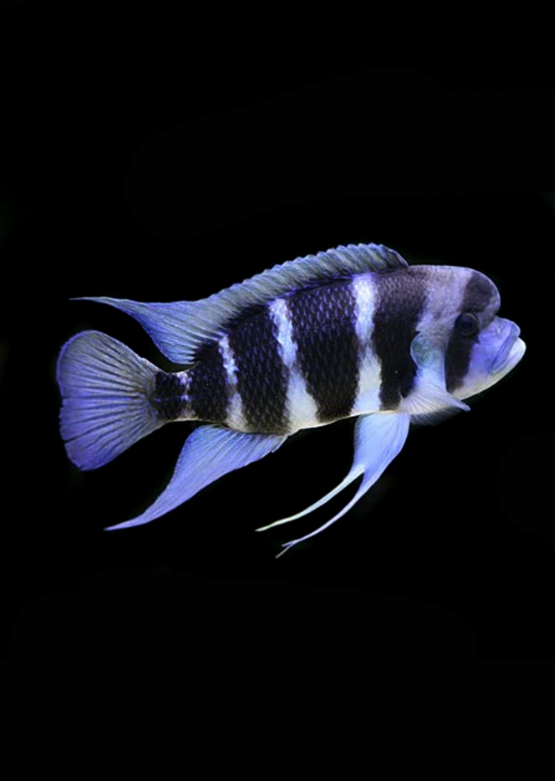 Cyphotilapia frontosa burundi