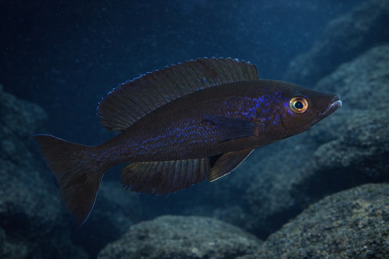 Cyprichromis microlepidotus kiriza