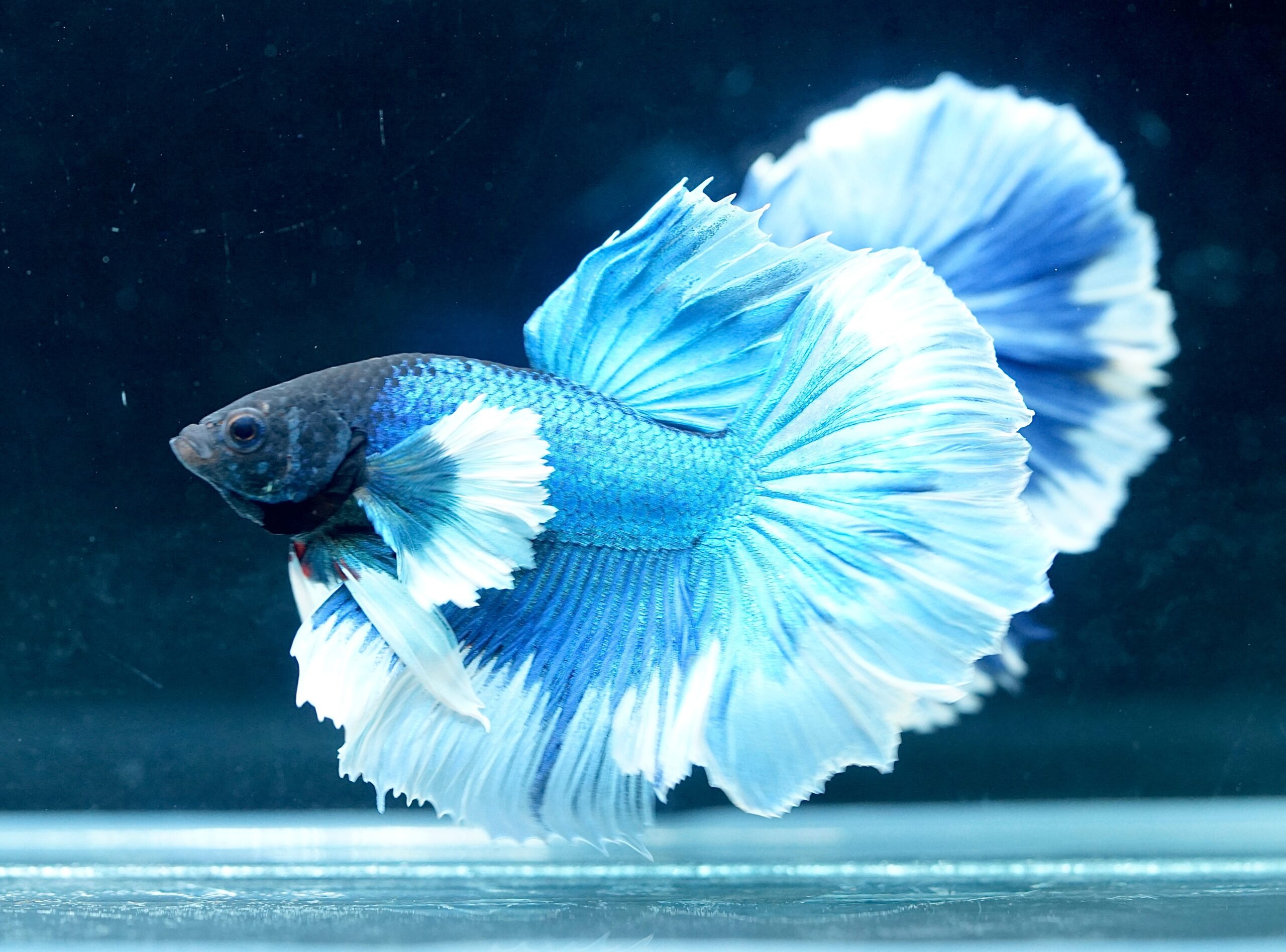 Betta splendens Halfmoon Dumbo Male