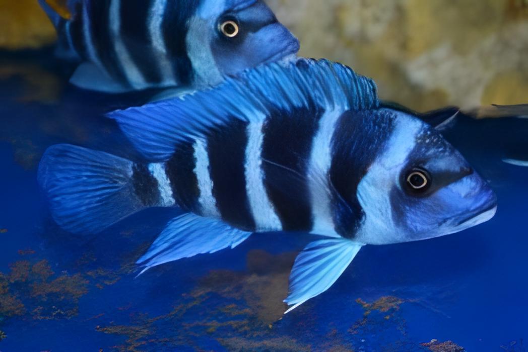 Cyphotilapia frontosa sambia BLUE