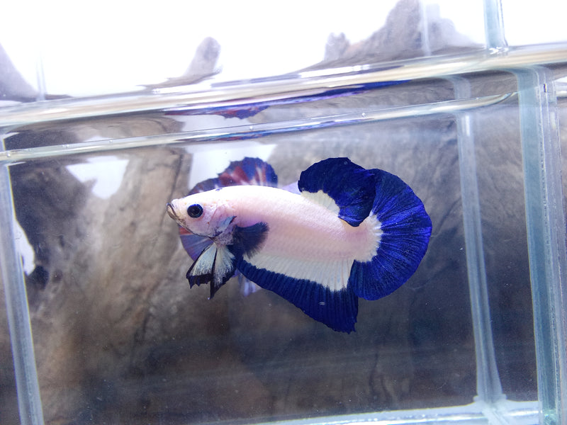 Betta splendens Blue Rim Male