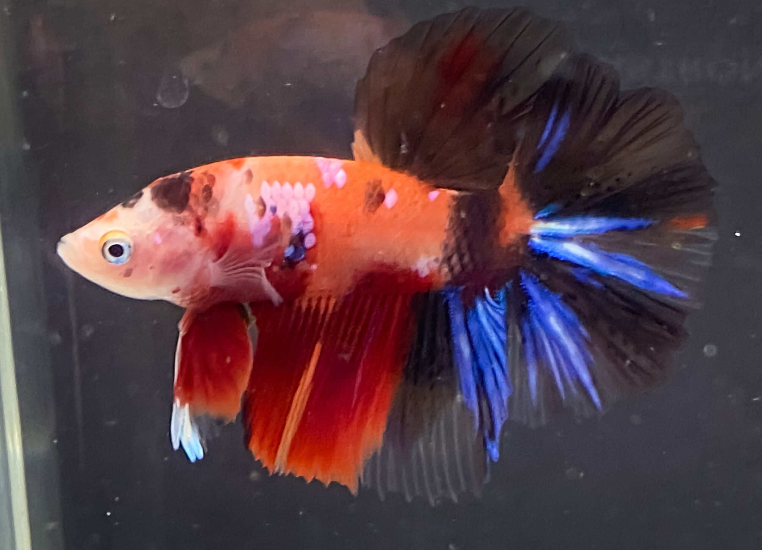 Betta splendens Koi Halfmoon Male