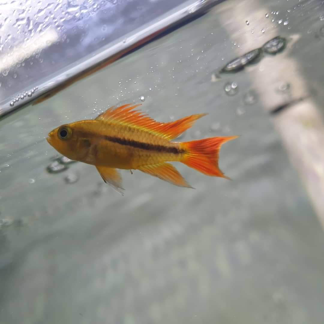 Apistogramma cacatuoides mega orange
