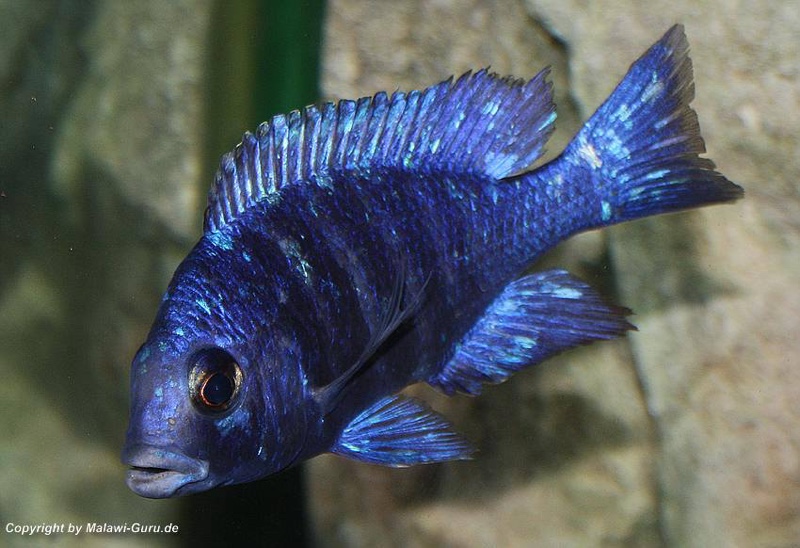 Placidochromis sp. BLUE