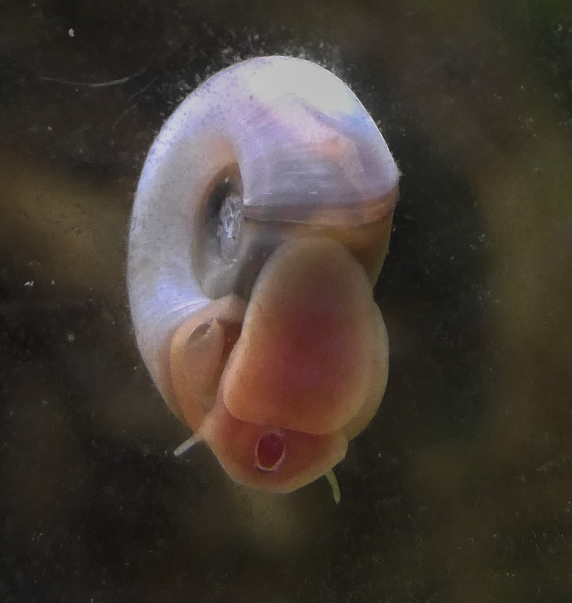Planorbella duryi