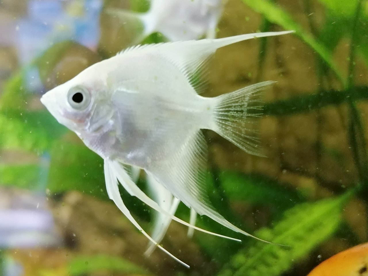Pterophyllum scalare koi white