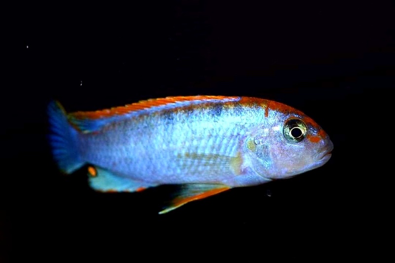Pseudotropheus sp. RED top ndumbi