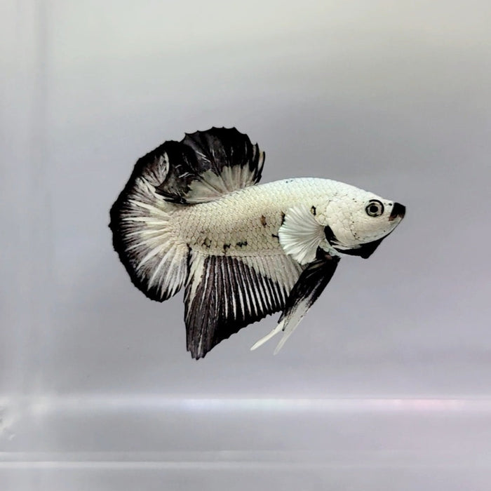 Betta splendens Black White Halfmoon Unsexed