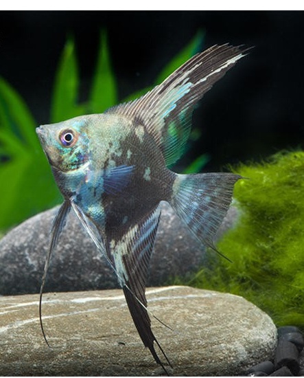Pterophyllum scalare smoke