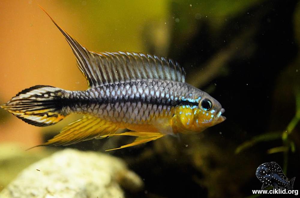 Apistogramma agassizii orange dorsal