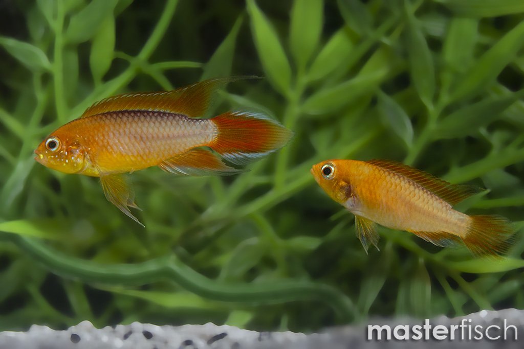 Apistogramma cacatuoides orange fire RED