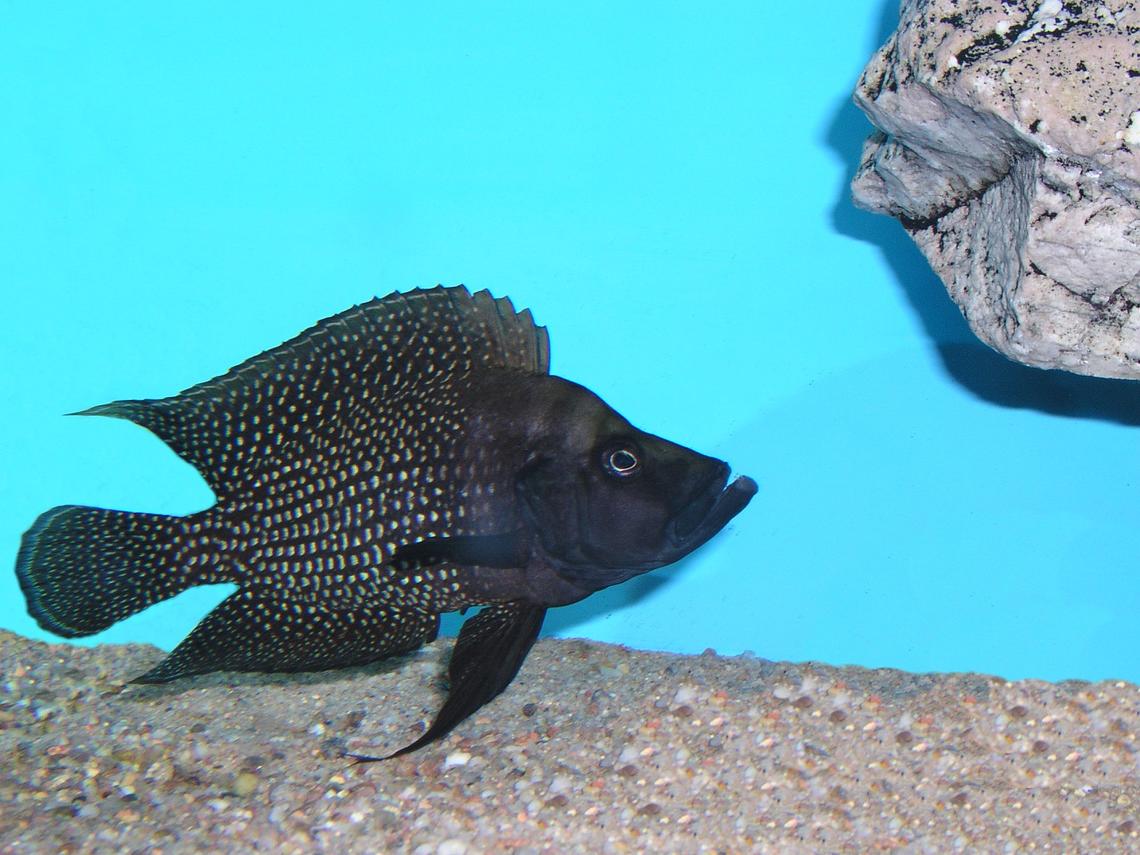 Altolamprologus calvus black fin