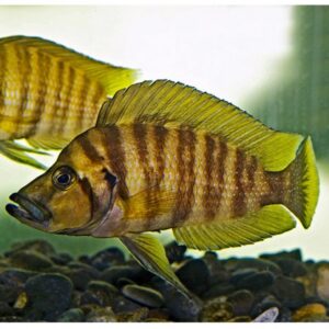 Altolamprologus compressiceps gombe