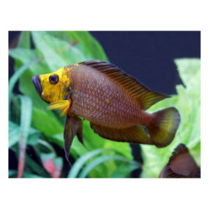 Altolamprologus compressiceps gold head kantalamba