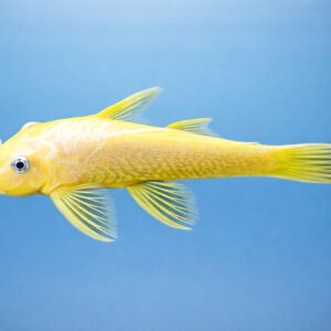 Ancistrus lemon l 144