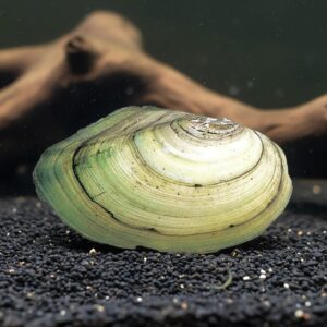 Anodonta sp. Freshwater Shell