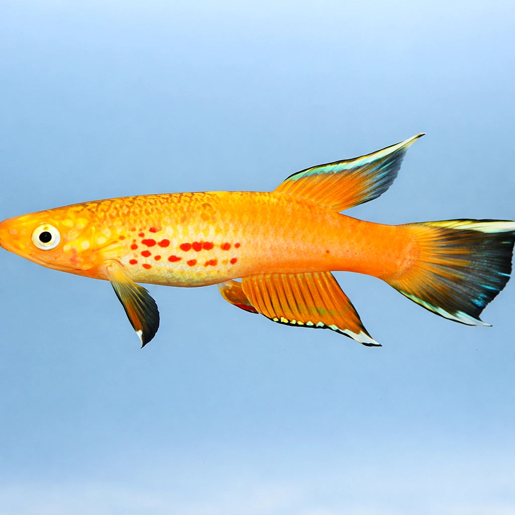Apyosemion australe gold