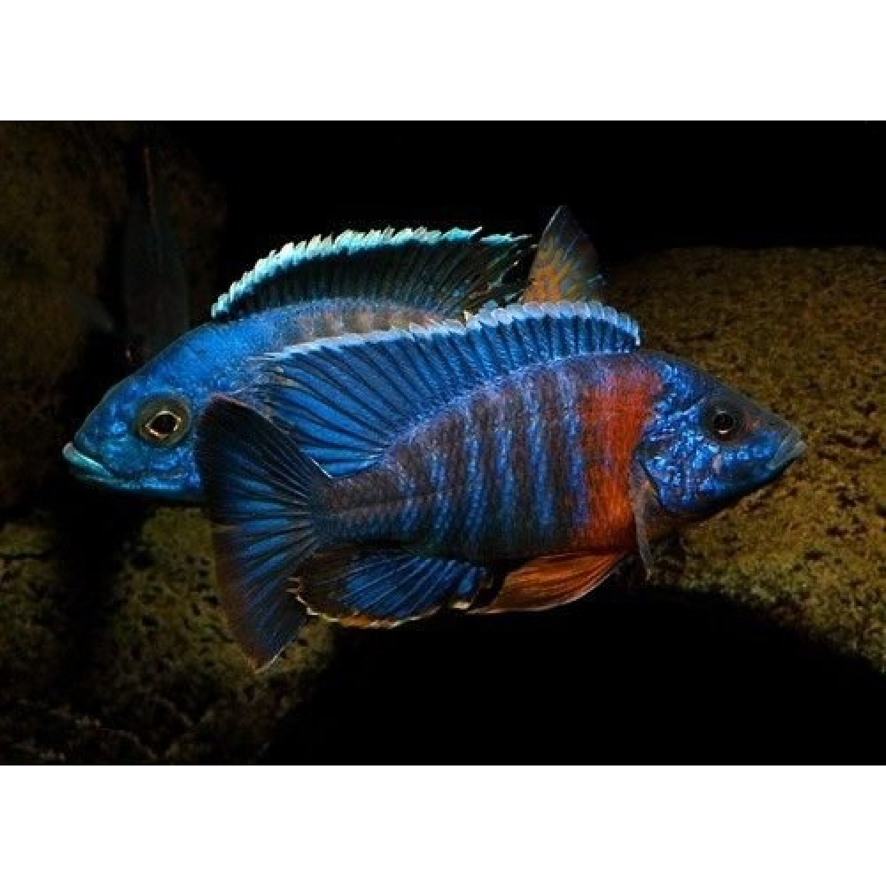 Aulonocara stuartg. RED flash
