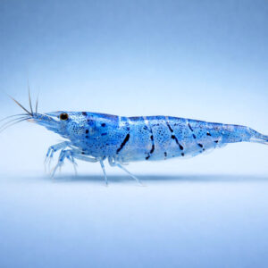 Neocaridina blue aura