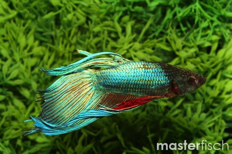 Betta splendens Green Male