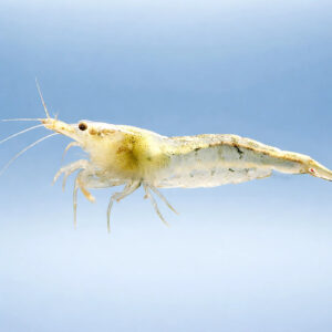 Neocaridina denticulata
