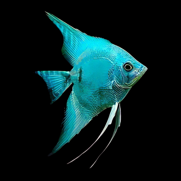 Pterophyllum scalare BLUE diamond full creppy
