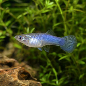 Poecilia reticulata blue moscow