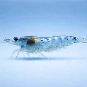 Neocaridina denticulata blue pearl