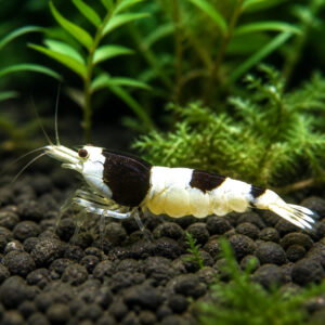 Caridina bee panda Taiwan