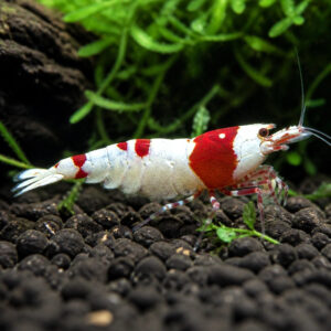 Caridina cantonensis super crystal red