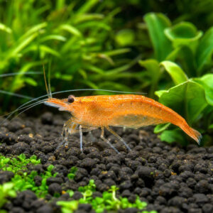 Caridina multidentata "Orange"