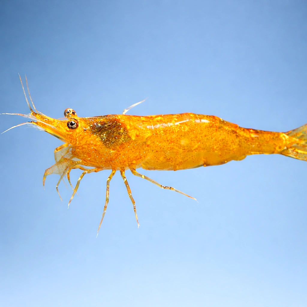 Caridina Orange shrimp