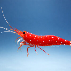 Caridina dennerli "Cardinal"